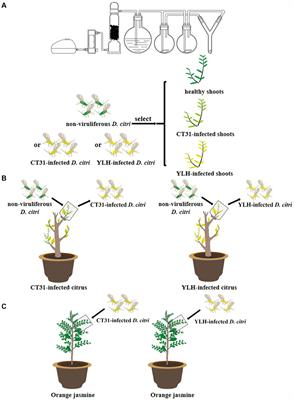 Variation of endosymbiont and citrus tristeza virus (CTV) titers in the Huanglongbing insect vector, Diaphorina citri, on CTV-infected plants